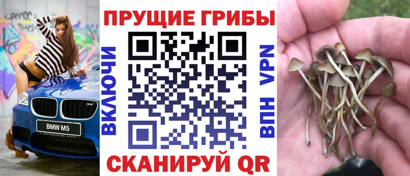 Купить где  Нолинск  Галлюциногенные грибы Psilocybe 